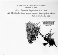 Cladonia phyllophora image